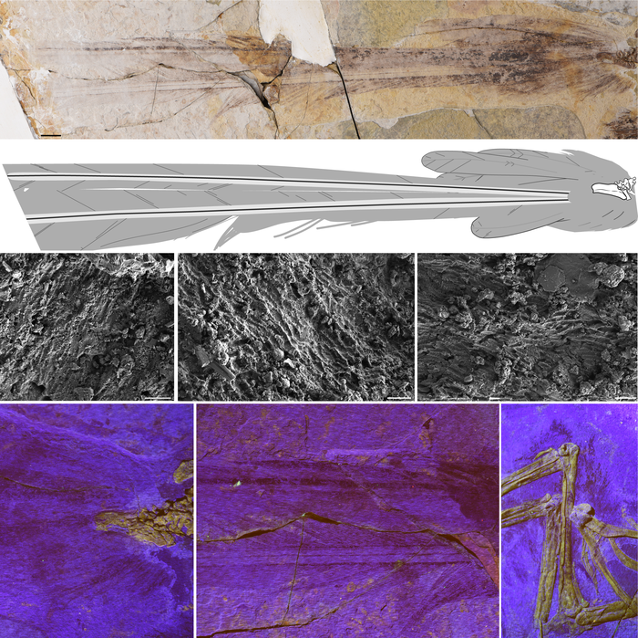 Photograph and interpretive drawing of the tail plumage of Yuanchuavis kompsosoura
