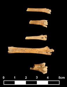 Tarsometatarsi (bone of the lower leg) of birds from the Göbekli Tepe site