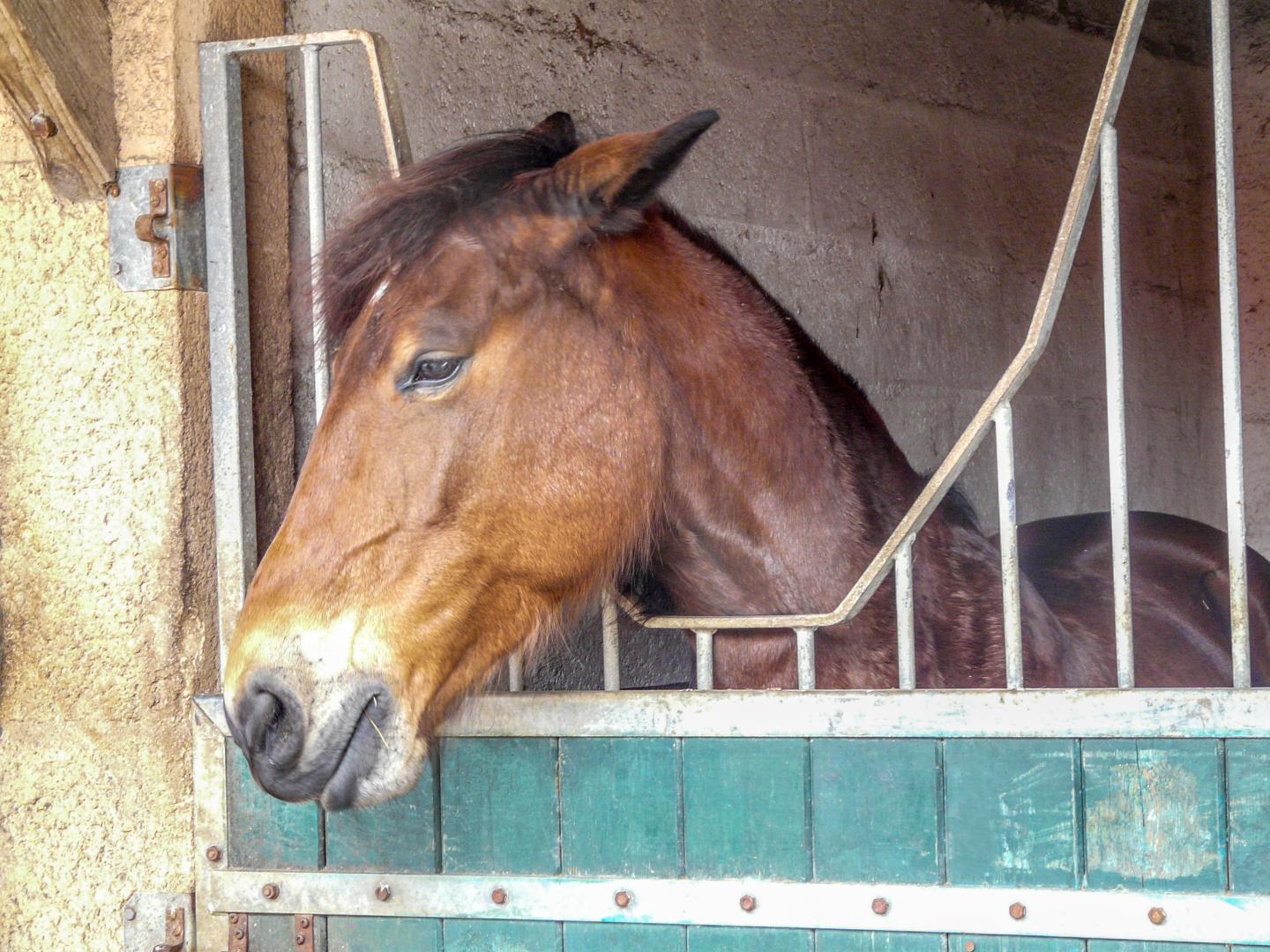Horse with Ears Pointing Back, a Potential Sign of Compromised Welfare