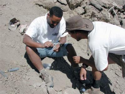 Postcranial Elements of the Dikika Skeleton