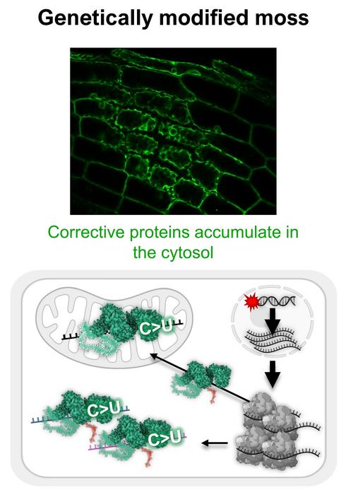 Tipp-Ex-Proteine