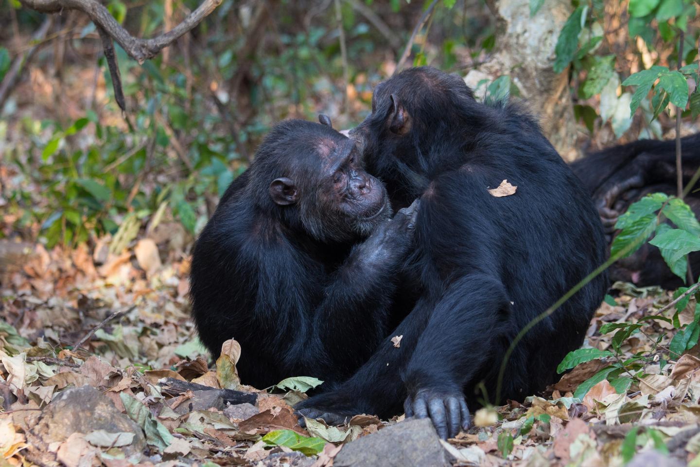 Chimpanzees (1 of 2)