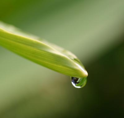 Rain Drop