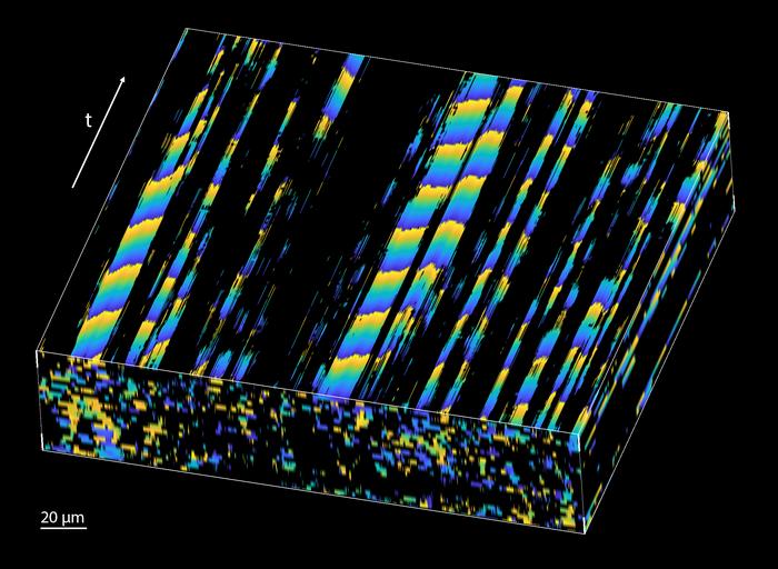 Metachronal wave