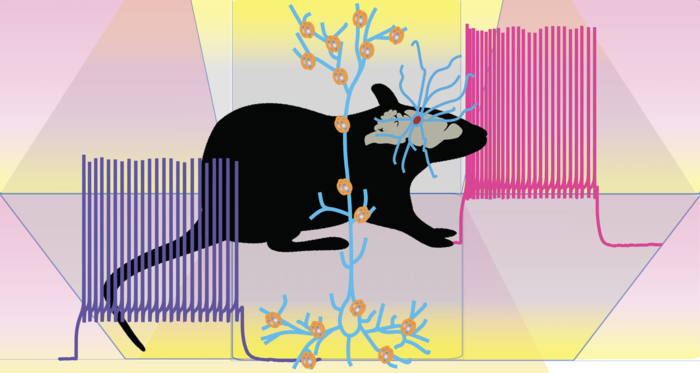 Microglia-triggered hypoexcitability plasticity of rat neurons