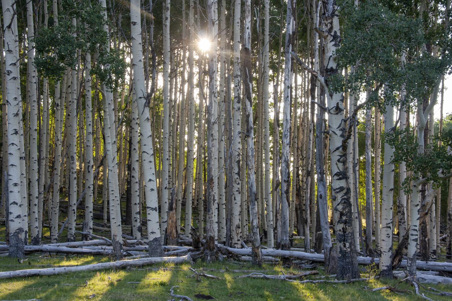 A Vigorous Mature Aspen Stand