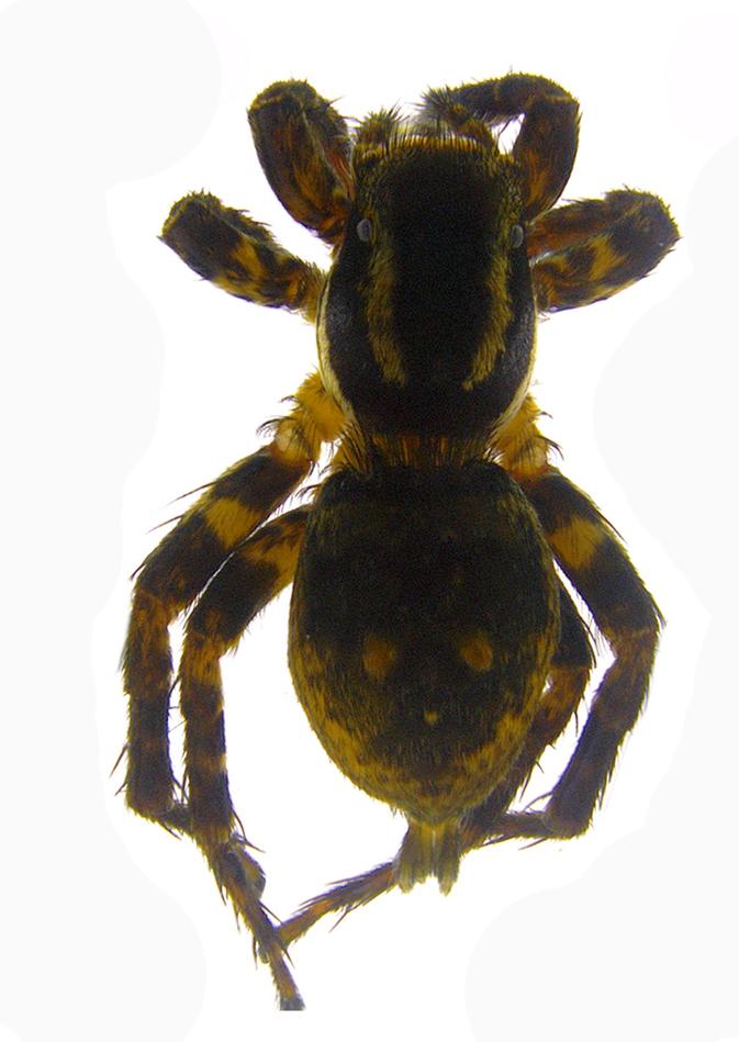 <i>Stenaelurillus Albus</i>