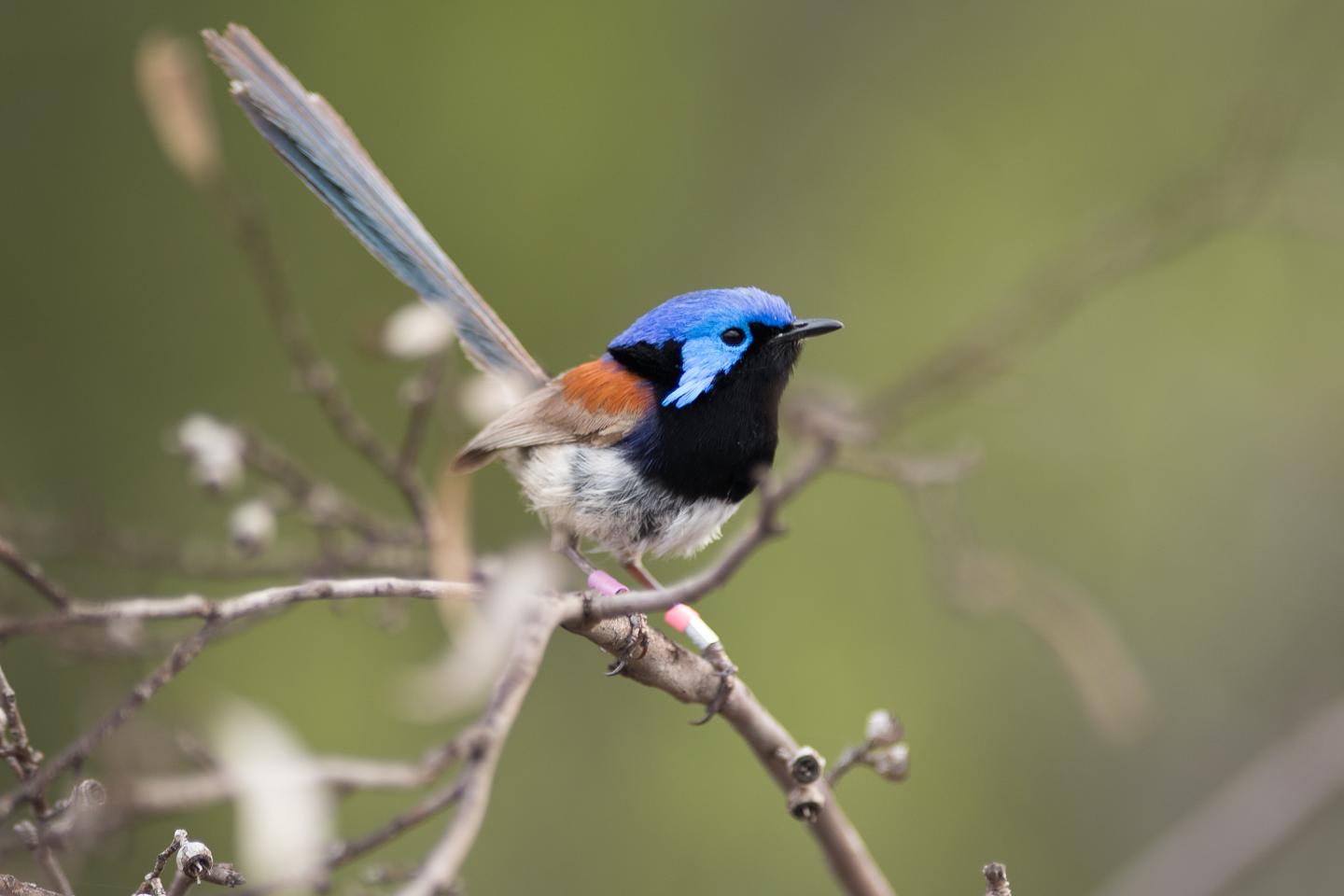 Variegated Fairy-wren