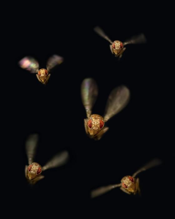 Drosophila