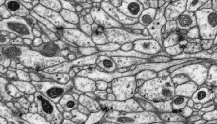 Learning and Memory Center Neurons