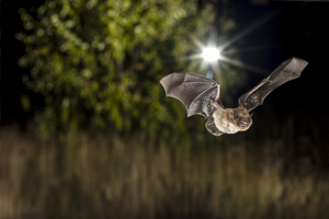 Pipistrelle bat