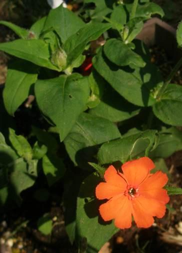 <i>Lychnis sieboldii</i>