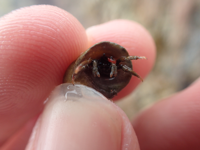 St Piran's hermit crab