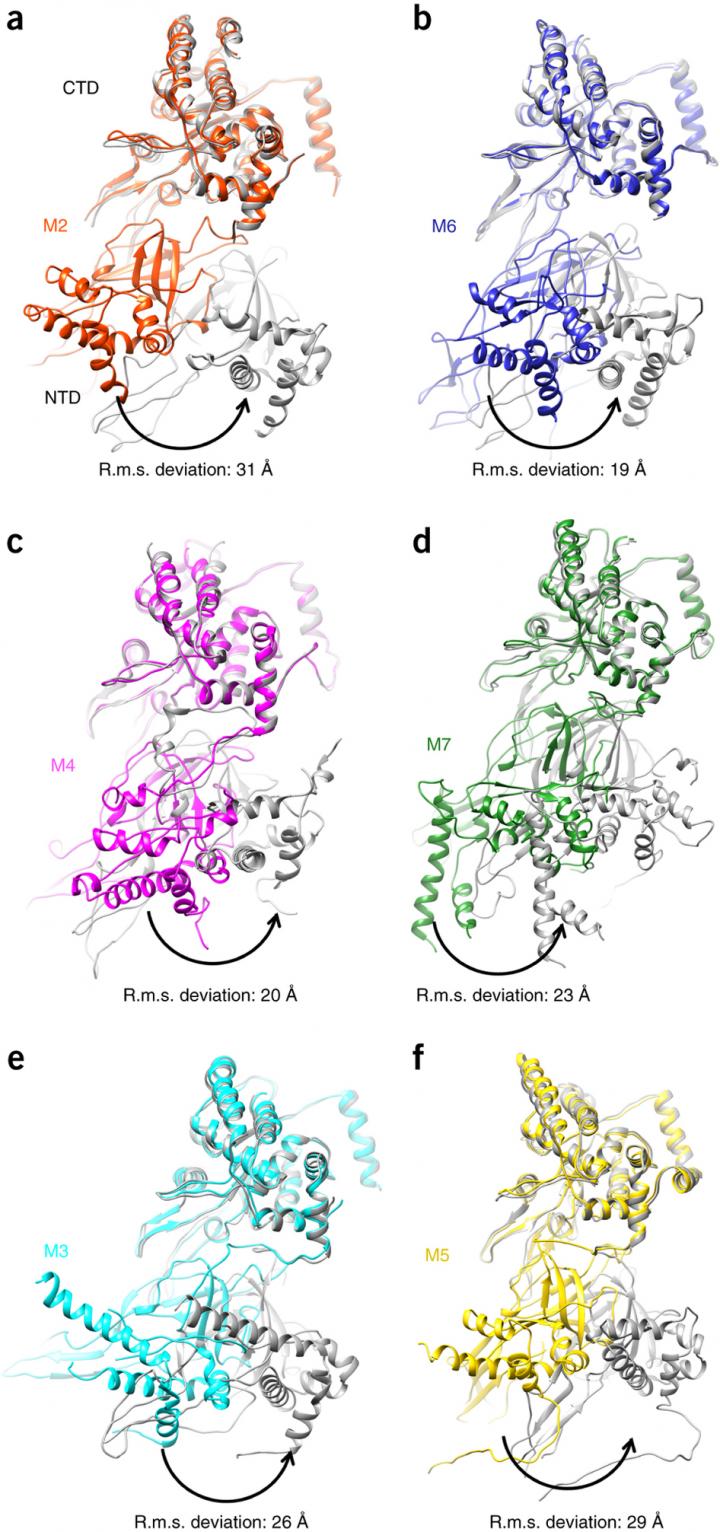Conformational Changes of Individual MCM Subunits in the Heptamer Relative to the DH