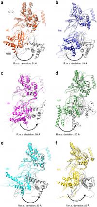 Conformational Changes of Individual MCM Subunits in the Heptamer Relative to the DH