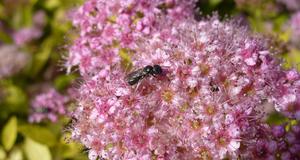 Carpenter bee on pink flower