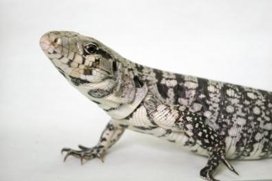 Black and white tegu lizards