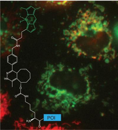 Illuminating Tiny Proteins in Living Cells