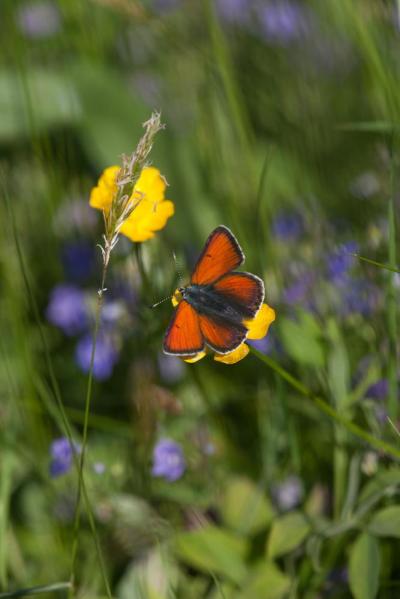 <i>Lycaena hippothoe</i>