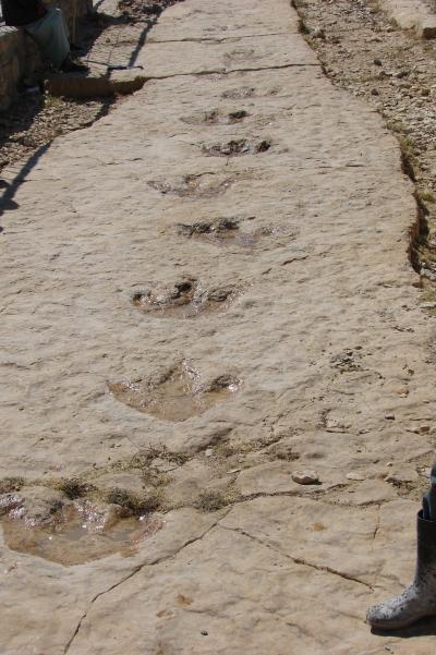 Dinosaur Track
