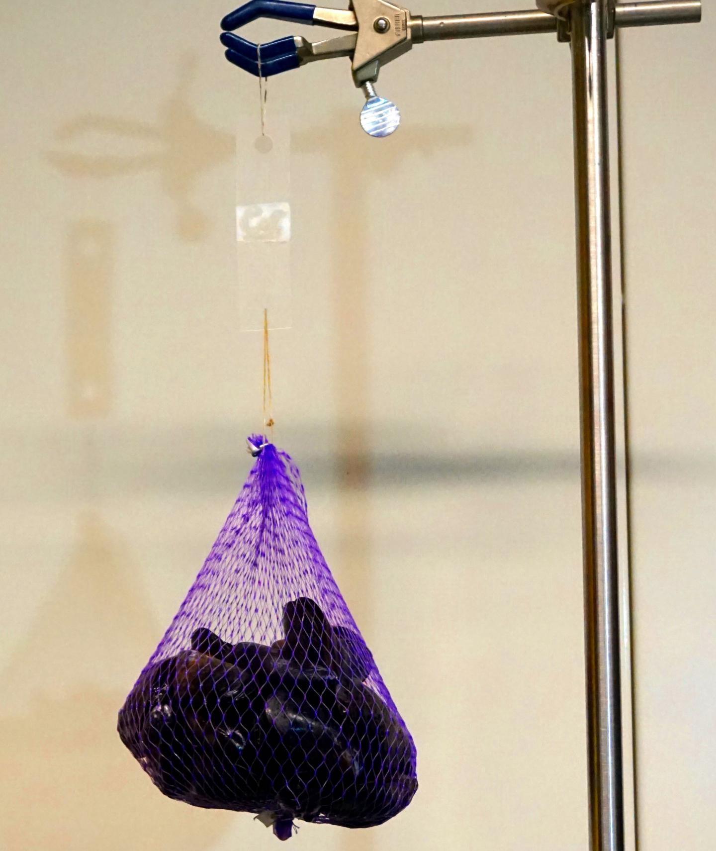 Mussel-Inspired Glue Could One Day Make Fetal Surgery Safer