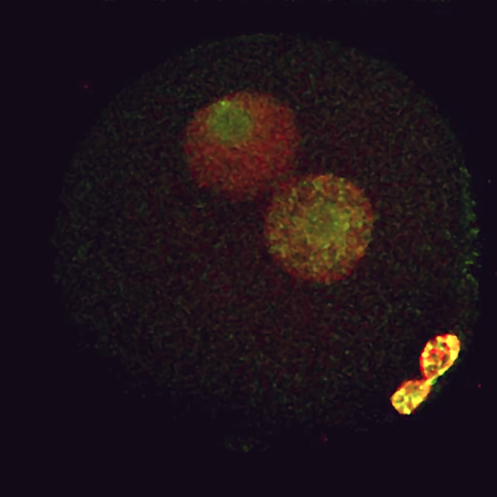 Mouse one-cell embryo showing two pronuclei