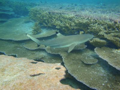 Blacktip Reef Shark