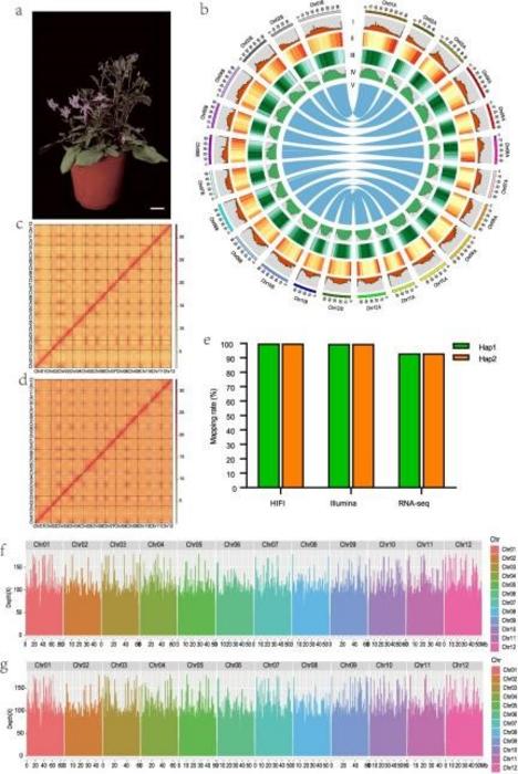 Overview of the S. commersonii haplotype-resolved genome.