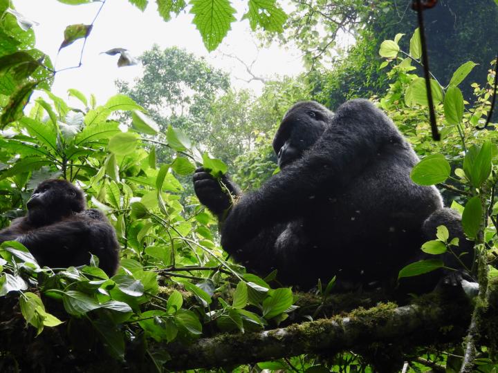 Mountain Gorillas in their Natural Habitat