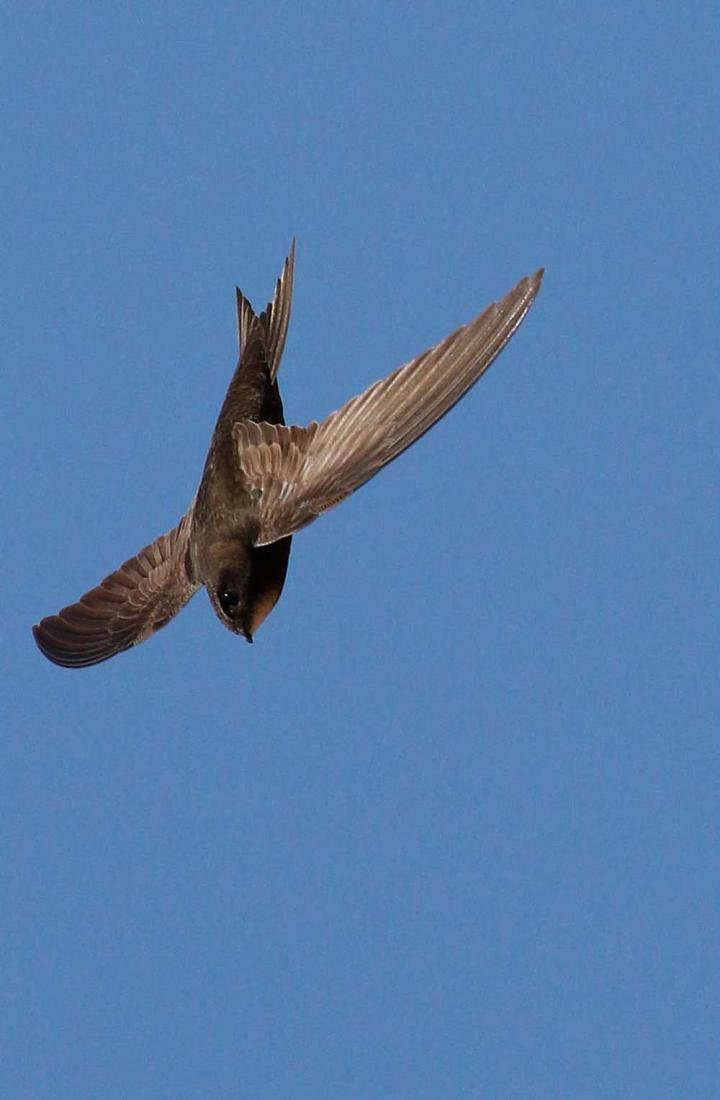 Common swift