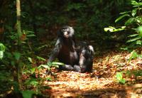 Bonobos Resting