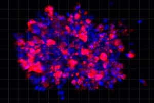 Scientists use organoid model to identify pot - Vimarsana News