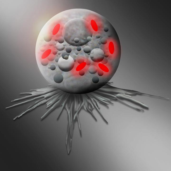 Illustration of a Thecofilosea amoeba