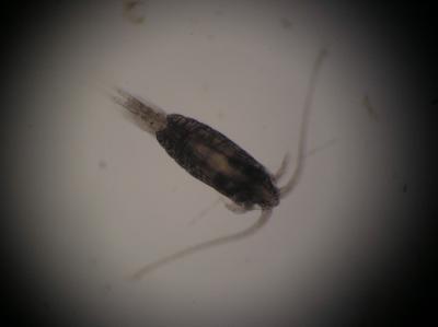 Copepod