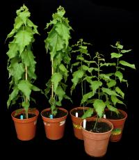 Poplar Trees Modified to Grow Quicker and Faster