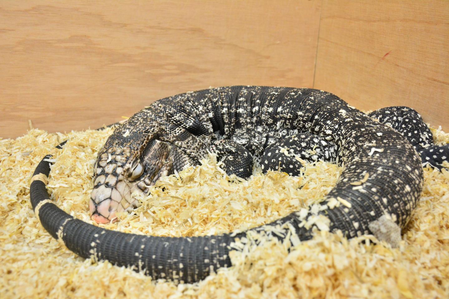 Argentine Tegu (<i>Salvator merianae</i>)