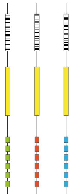 Examples of Promoters of the Library