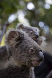 Koalas Looking into the Distance