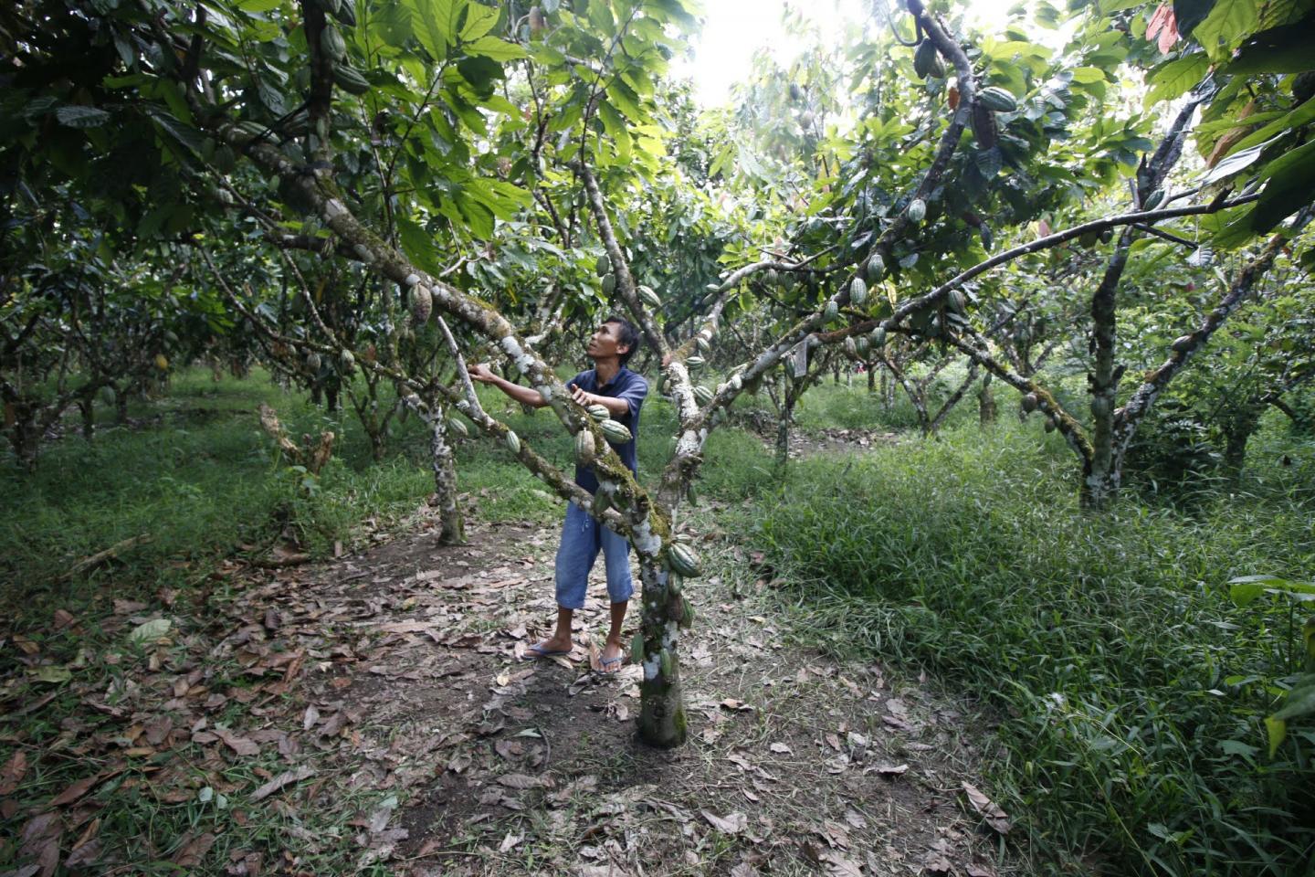 cocoa forest