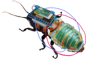 Rechargeable, remote-controllable cyborg cockroach