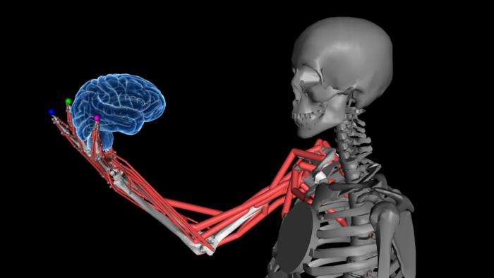 How the brain senses body position and movement