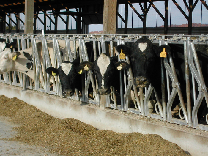 Feeding behavior traits may be an indicator of feed efficiency in Holstein cows