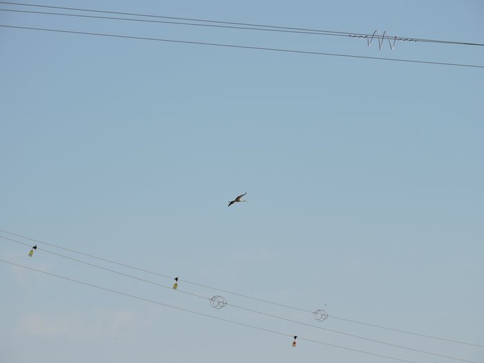 White stork traversing transmission lines
