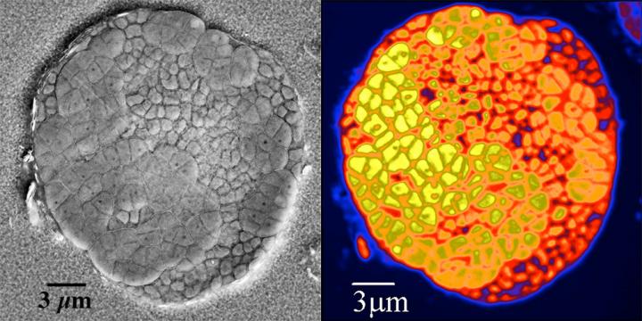 Electron Microscopy and NanoSIMS Analyses of Slices of Individual Microbial Consortia