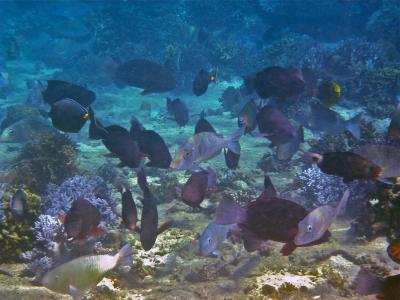 A Diverse School of Herbivorous Fish