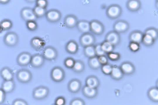 Malaria Parasite Male Gamete Maturation