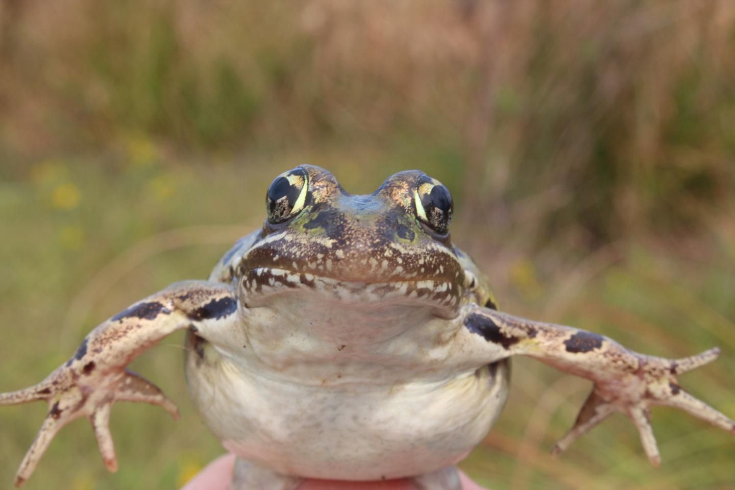 Atlantic Coast Leopard Frog