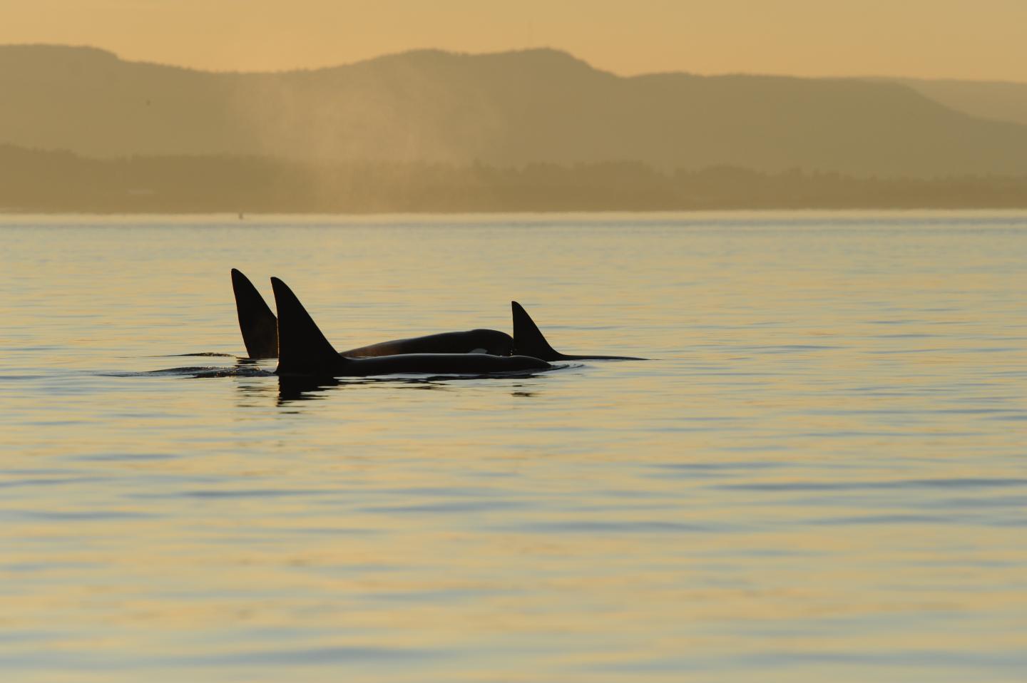 New evidence of menopause in killer whales EurekAlert!