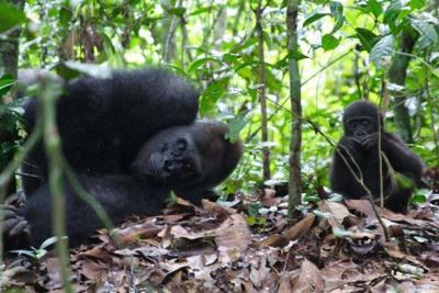 Gorillas in the Lope National Park, Gabon