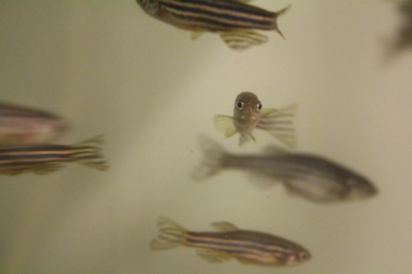 Sexual Selection in Fish Have Been Studied Using Model Species, Such as Zebrafish